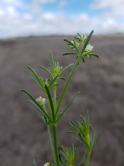 Asperula charophyton
