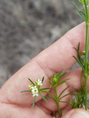 Asperula charophyton
