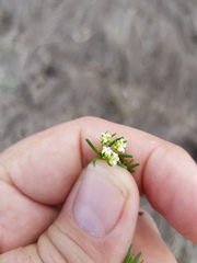 Asperula charophyton