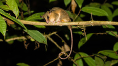 Marmosa murina