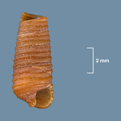 Seila crocea