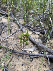 Darwinia diminuta