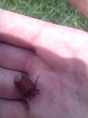 Basicryptus costalis