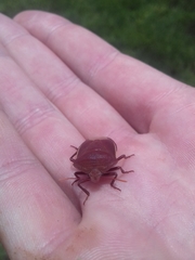 Basicryptus costalis