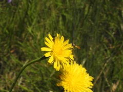 Ischiodon