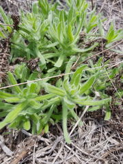 Leiocarpa brevicompta