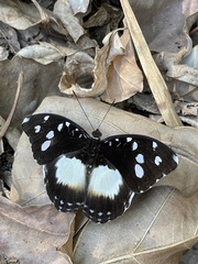 Aterica galene theophane
