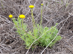 Leiocarpa brevicompta