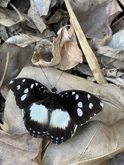 Aterica galene theophane