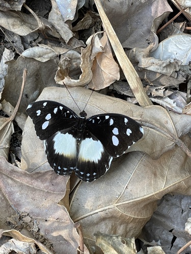 Forest Glade Nymph