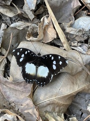 Aterica galene theophane