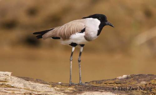 River Lapwing
