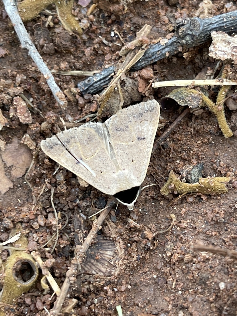 Plecoptera aspila
