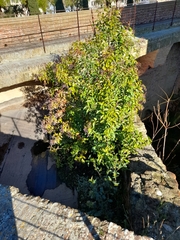 Ligustrum lucidum