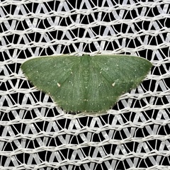 Prasinocyma iosticta