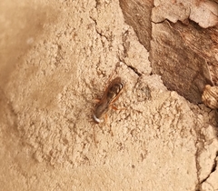 Machaerothrix salticidus