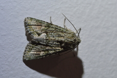 Ichneutica mutans