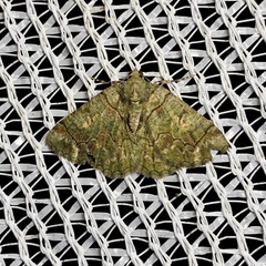 Aeolochroma rhodochlora