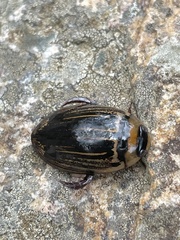 Hydaticus flavolineatus