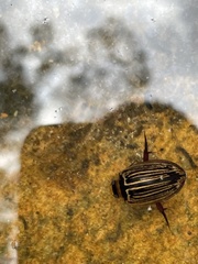 Hydaticus flavolineatus