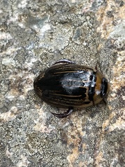 Hydaticus flavolineatus