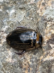 Hydaticus flavolineatus