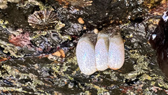 Eudistoma elongatum