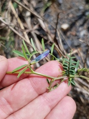 Vicia monantha