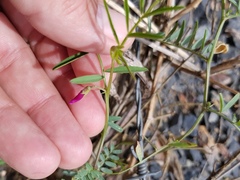 Vicia monantha