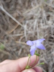 Wahlenbergia capillaris