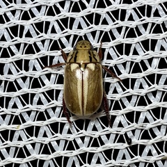 Anoplognathus abnormis