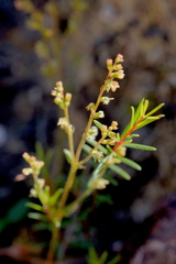 Gonocarpus chinensis