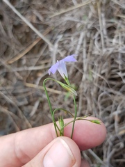 Wahlenbergia capillaris