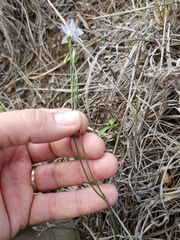 Wahlenbergia capillaris