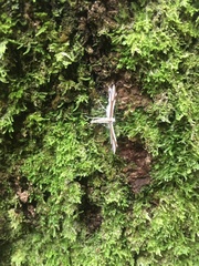 Pterophorus furcatalis