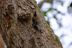 Climacteris erythrops