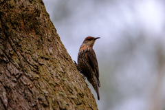 Climacteris erythrops