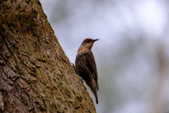 Climacteris erythrops