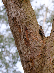 Climacteris erythrops