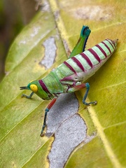 Pseudothericles jallae griffinii