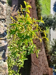 Ligustrum lucidum
