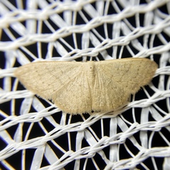 Idaea uniformis