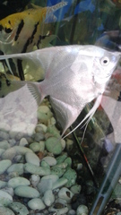 Pterophyllum scalare