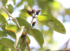 Cratoxylum cochinchinense