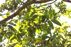 Cratoxylum cochinchinense