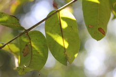 Cratoxylum cochinchinense