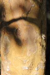 Cratoxylum cochinchinense