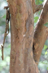 Cratoxylum cochinchinense