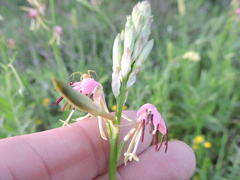 Oenothera suffulta