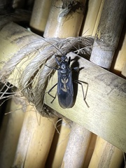 Ectomocoris cruciger